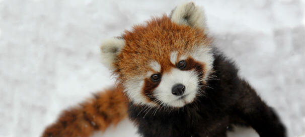 Nepal business red panda
